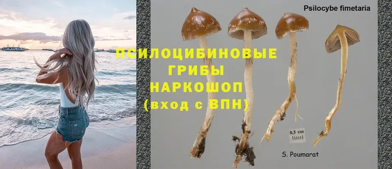 где найти   Андреаполь  Галлюциногенные грибы Psilocybe 